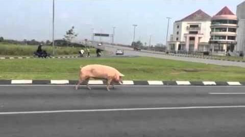 Jangan Nabrak Babi di Pegaf, Tuntutannya Tak Masuk Akal!