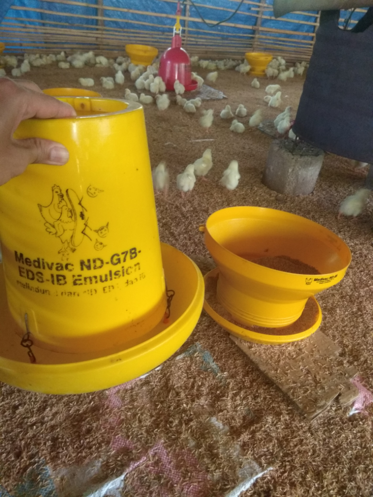 3 Fase Pemeliharaan Ayam Broiler