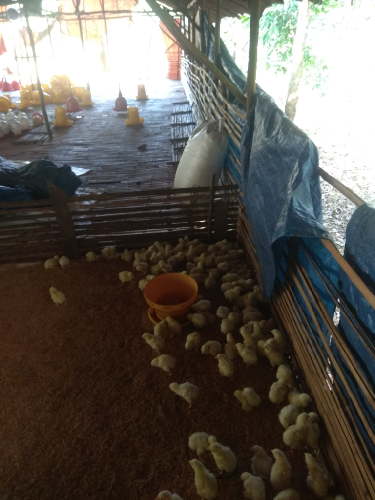 3 Fase Pemeliharaan Ayam Broiler