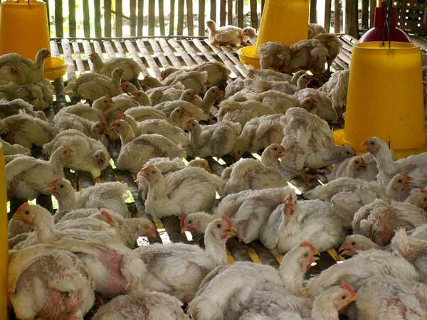 3 Fase Pemeliharaan Ayam Broiler