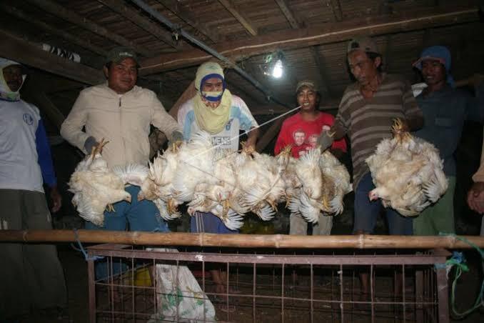 3 Fase Pemeliharaan Ayam Broiler 