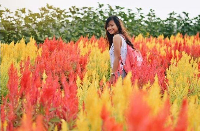 10 Potret Cantik Kebun Bunga Celosia di Yogyakarta, Hits dan Kekinian!
