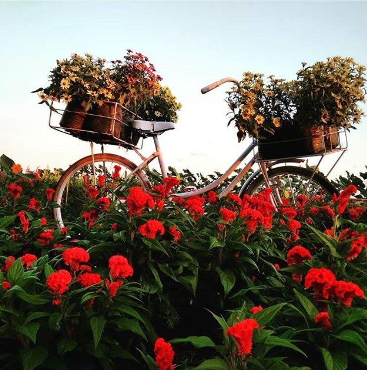 10 Potret Cantik Kebun Bunga Celosia di Yogyakarta, Hits dan Kekinian!