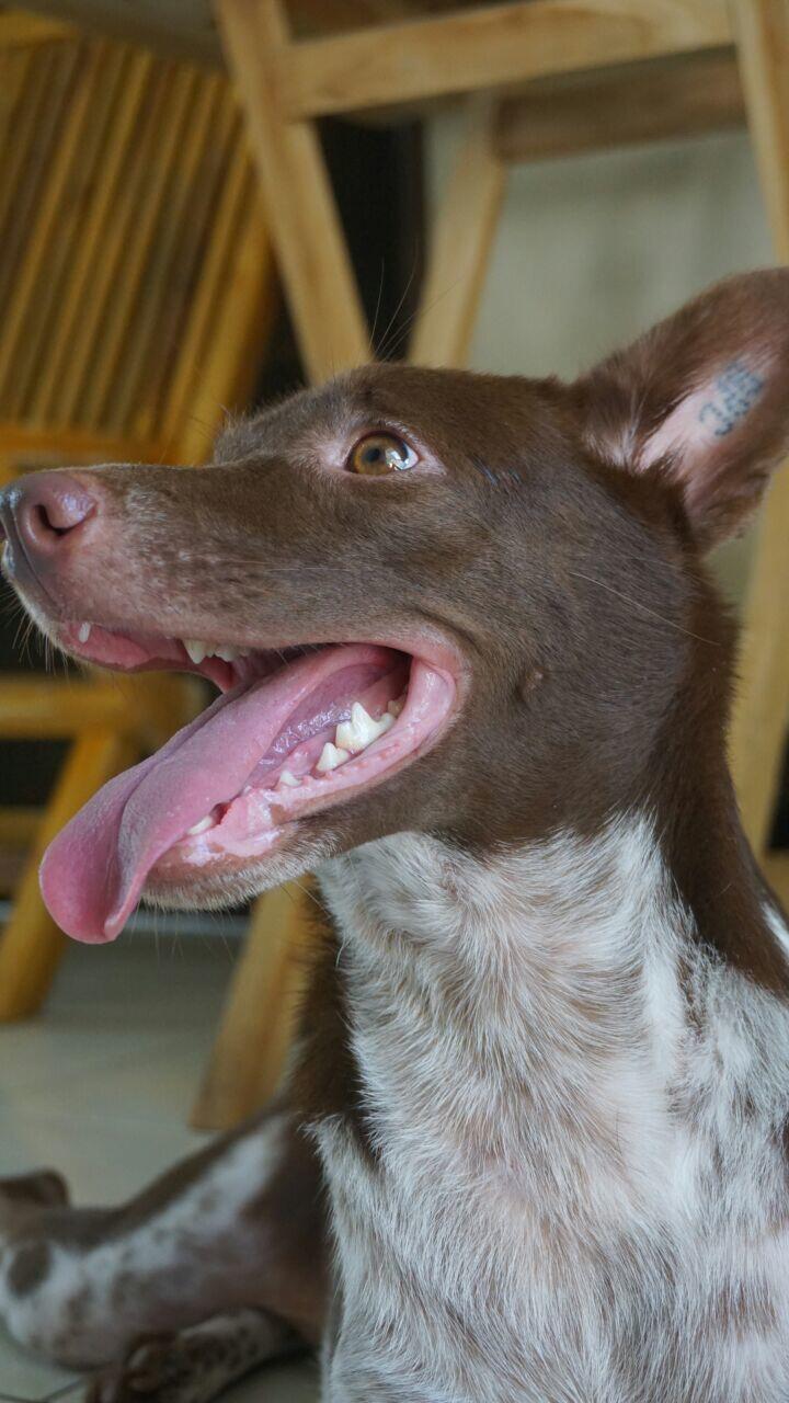 Kisah Inspiratif: Debby Handoko, Sang Penyelamat Anjing Liar