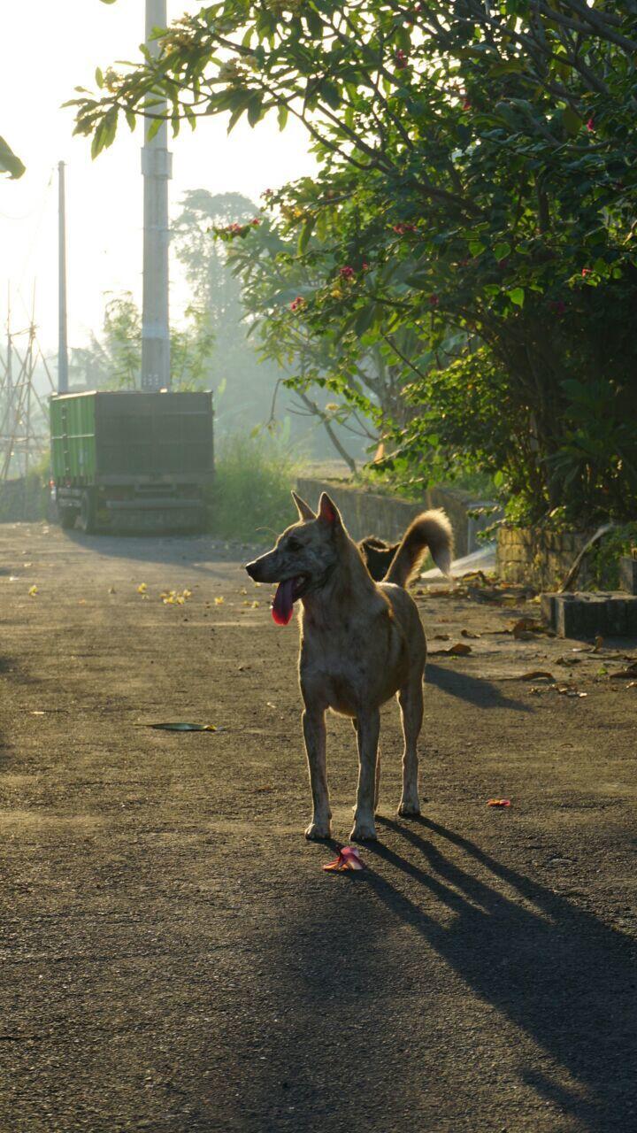 Kisah Inspiratif: Debby Handoko, Sang Penyelamat Anjing Liar