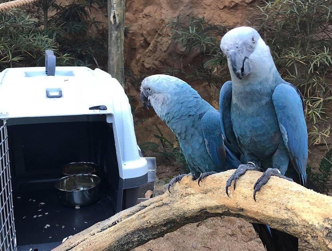 Sedih Beo Biru Di Film Animasi Rio Dinyatakan Punah Di Alam