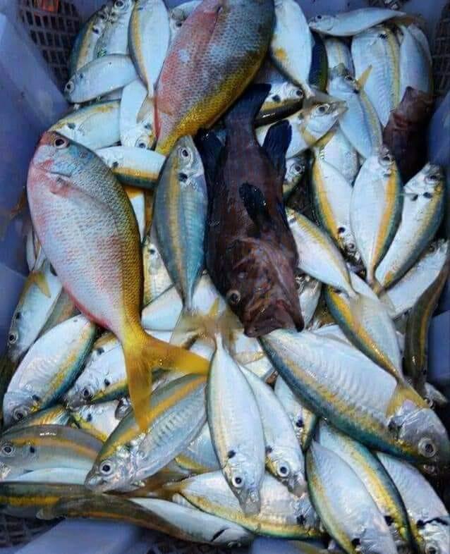 PERIKANAN KEPULAUAN RIAU (PELUANG INVESTASI DAN MEMBANTU SESAMA)