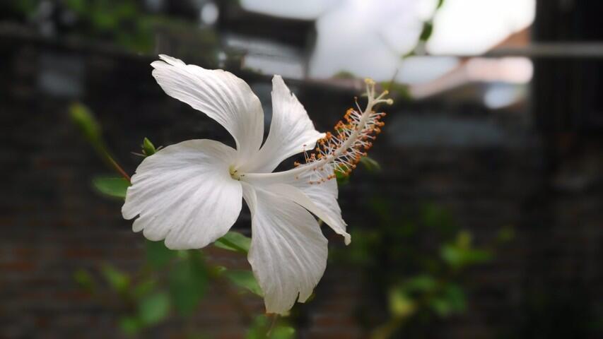 TIPS & TRICK PHOTOGRAPHY | Membuat Foto Bokeh di Kamera Smartphone #AslinyaLo