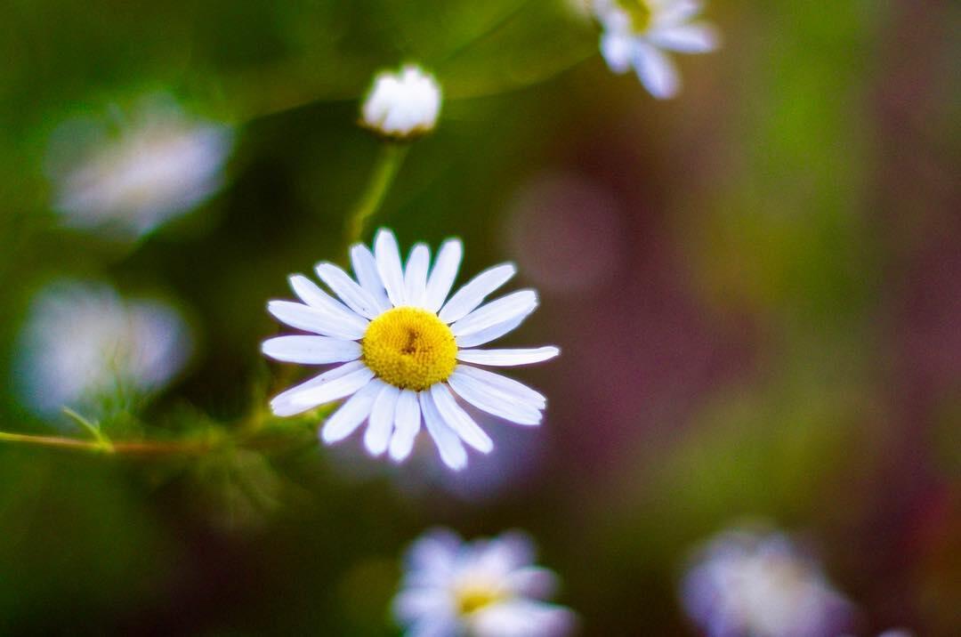 TIPS & TRICK PHOTOGRAPHY | Membuat Foto Bokeh di Kamera Smartphone #AslinyaLo