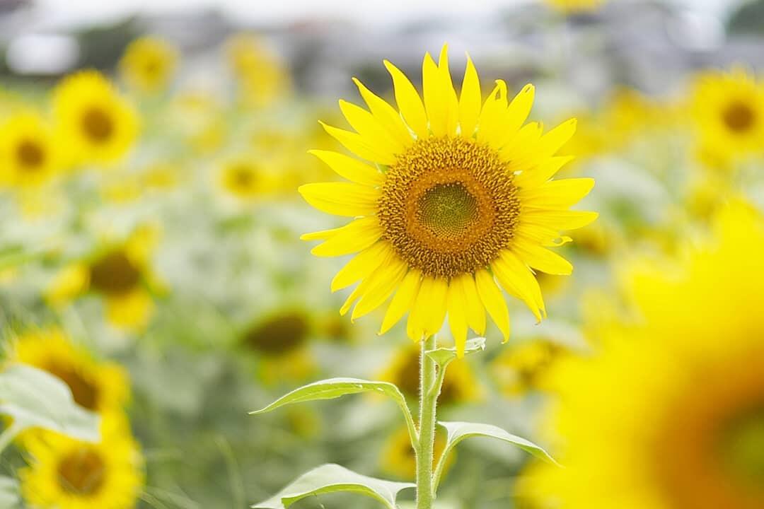 TIPS & TRICK PHOTOGRAPHY | Membuat Foto Bokeh di Kamera Smartphone #AslinyaLo