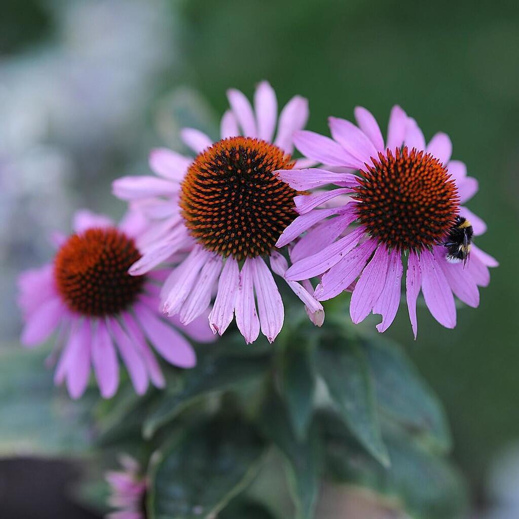 TIPS & TRICK PHOTOGRAPHY | Membuat Foto Bokeh di Kamera Smartphone #AslinyaLo