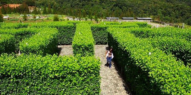 Serasa Main di Maze Runner, Inilah 5 Taman Labirin Terbaik di Indonesia