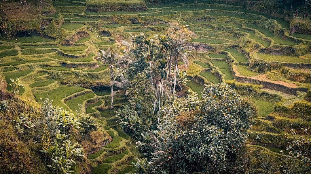 Wisata Bali Pulina, Menikmati Kopi Sambil Memandang Sawah di Gianyar