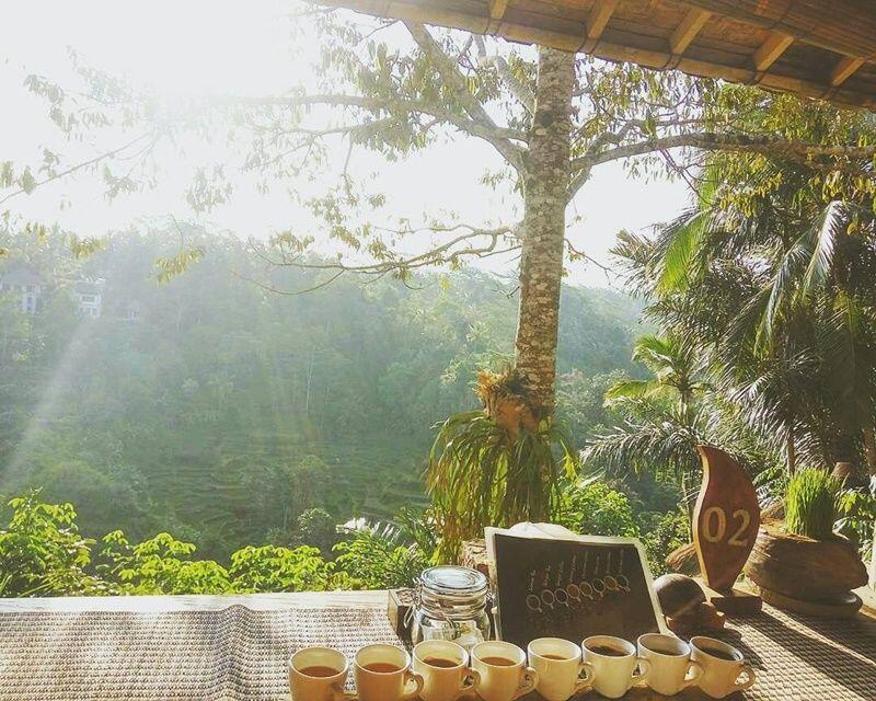 Wisata Bali Pulina, Menikmati Kopi Sambil Memandang Sawah di Gianyar