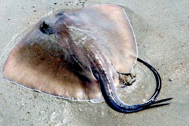 Malang nian Pria China ini, lagi santai di pantai, anunya di tusuk ikan pari