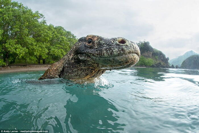 Fotografer Ini Nyaris Jadi Santapan Dua Komodo 