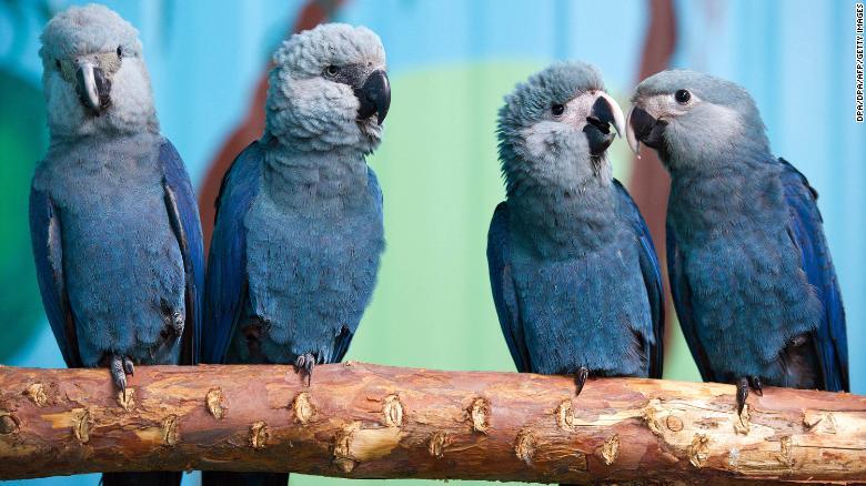 Burung Biru di Film Rio Dinyatakan Punah di Alam Liar