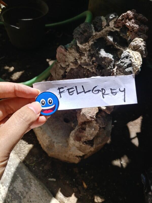 Cara Seru Manfaatkan Botol Plastik Menjadi Dekorasi VOLCANO Keren Di Akuarium