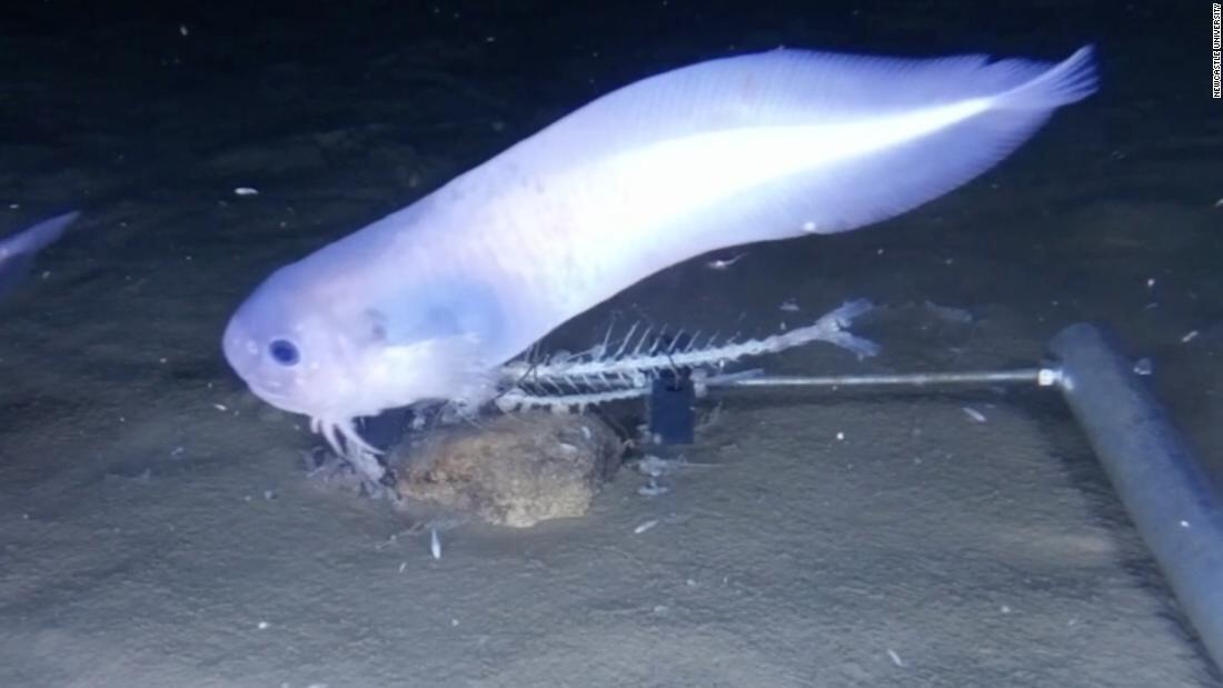 Peneliti Temukan 3 Spesies Ikan Aneh di Dasar Laut Samudra Pasifik