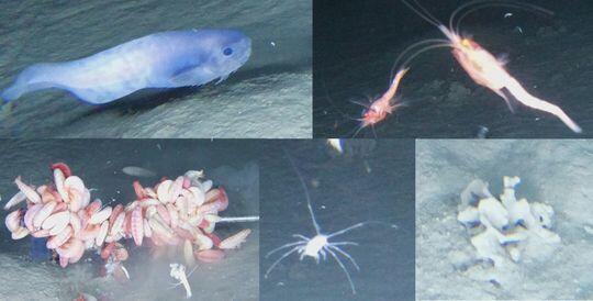 Peneliti Temukan 3 Spesies Ikan Aneh di Dasar Laut Samudra Pasifik