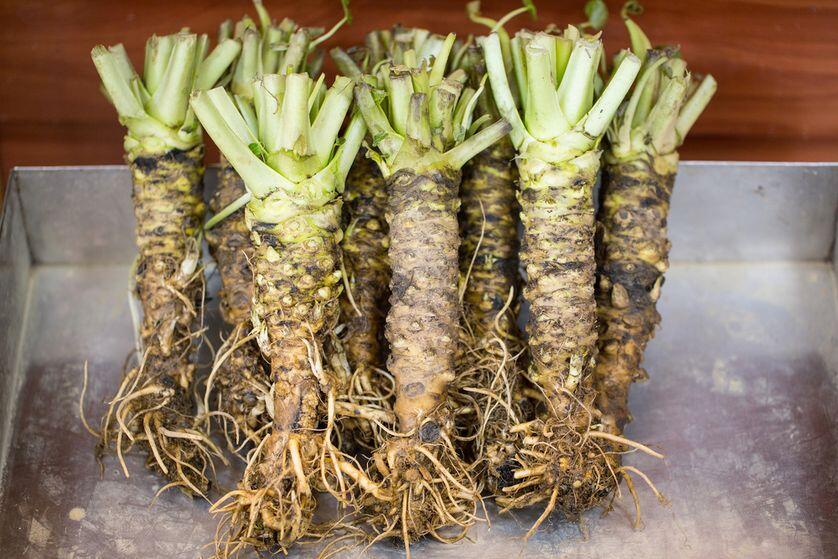 5 Fakta Unik Wasabi yang Gak Pernah Kamu Tahu Sebelumnya