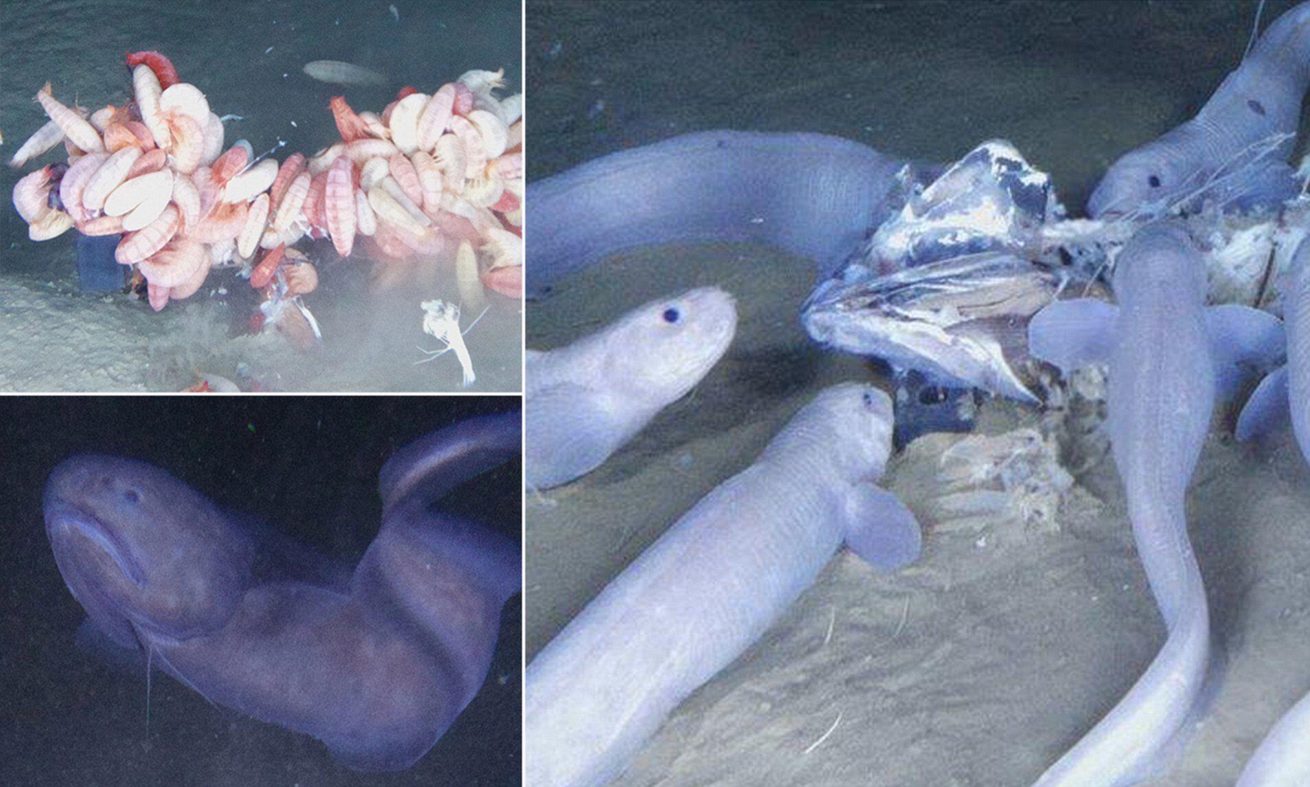 Wow, Tiga Spesies Ikan Baru Ditemukan di Kedalaman Laut