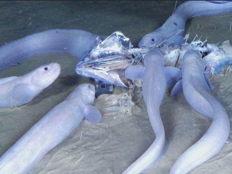 Wow, Tiga Spesies Ikan Baru Ditemukan di Kedalaman Laut
