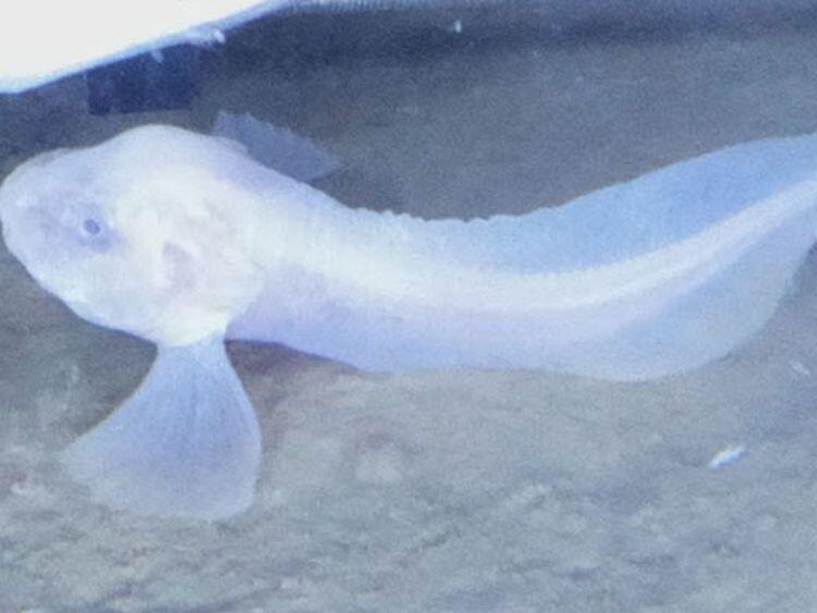 Wow, Tiga Spesies Ikan Baru Ditemukan di Kedalaman Laut