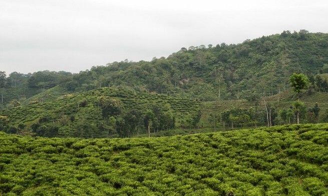 Liburan ke Jember, Wajib Hukumnya Kunjungi 5 Tempat Wisata Ini