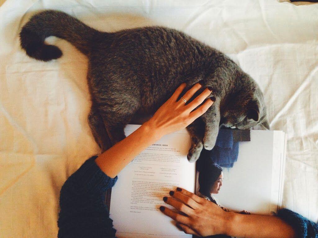 Pecinta Kucing, 5 Kepribadian Inilah Yang Kamu Miliki!