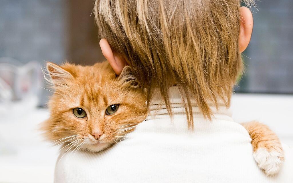 Pecinta Kucing, 5 Kepribadian Inilah Yang Kamu Miliki!