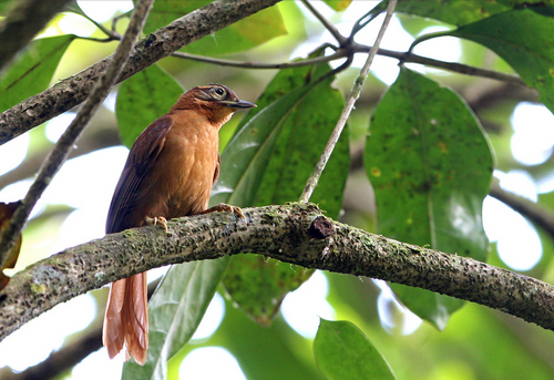 12 Jenis Burung Cantik Berikut Telah Dinyatakan Punah Dekade Ini