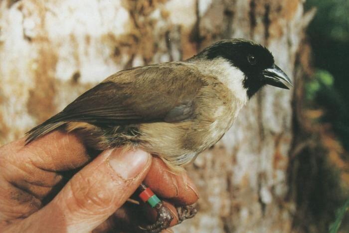 12 Jenis Burung Cantik Berikut Telah Dinyatakan Punah Dekade Ini