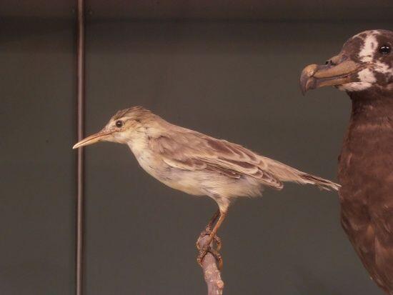 12 Jenis Burung Cantik Berikut Telah Dinyatakan Punah Dekade Ini