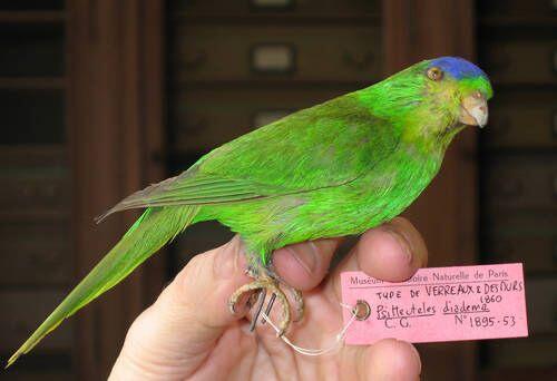 12 Jenis Burung Cantik Berikut Telah Dinyatakan Punah Dekade Ini