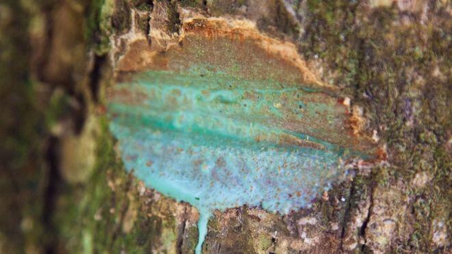 Peneliti Temukan Pohon Tropis Bergetah Logam Nikel, Kok Bisa Ya?