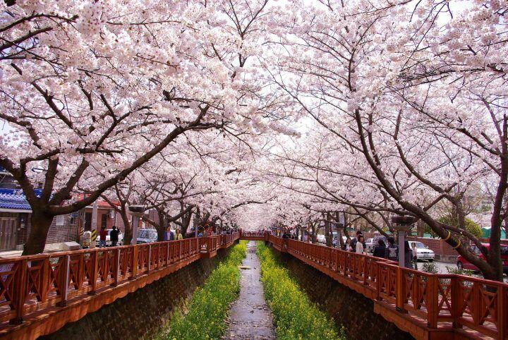 7 Waktu Terbaik untuk Melihat Bunga Sakura Mekar di Korea Selatan