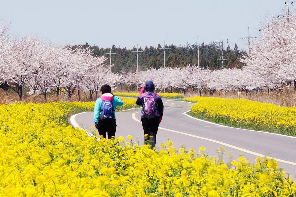 7 Waktu Terbaik untuk Melihat Bunga Sakura Mekar di Korea Selatan