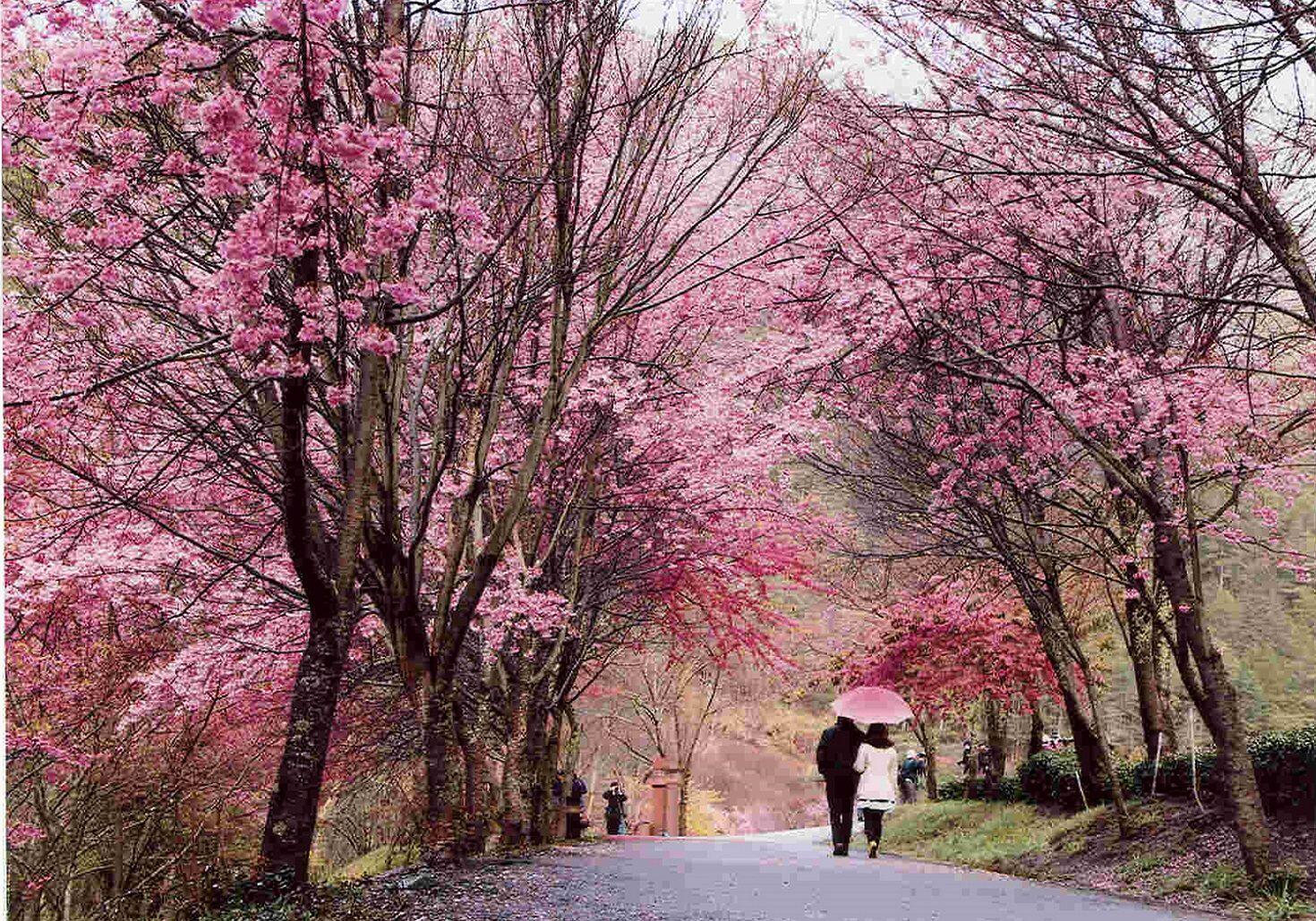 7 Waktu Terbaik untuk Melihat Bunga Sakura Mekar di Korea Selatan