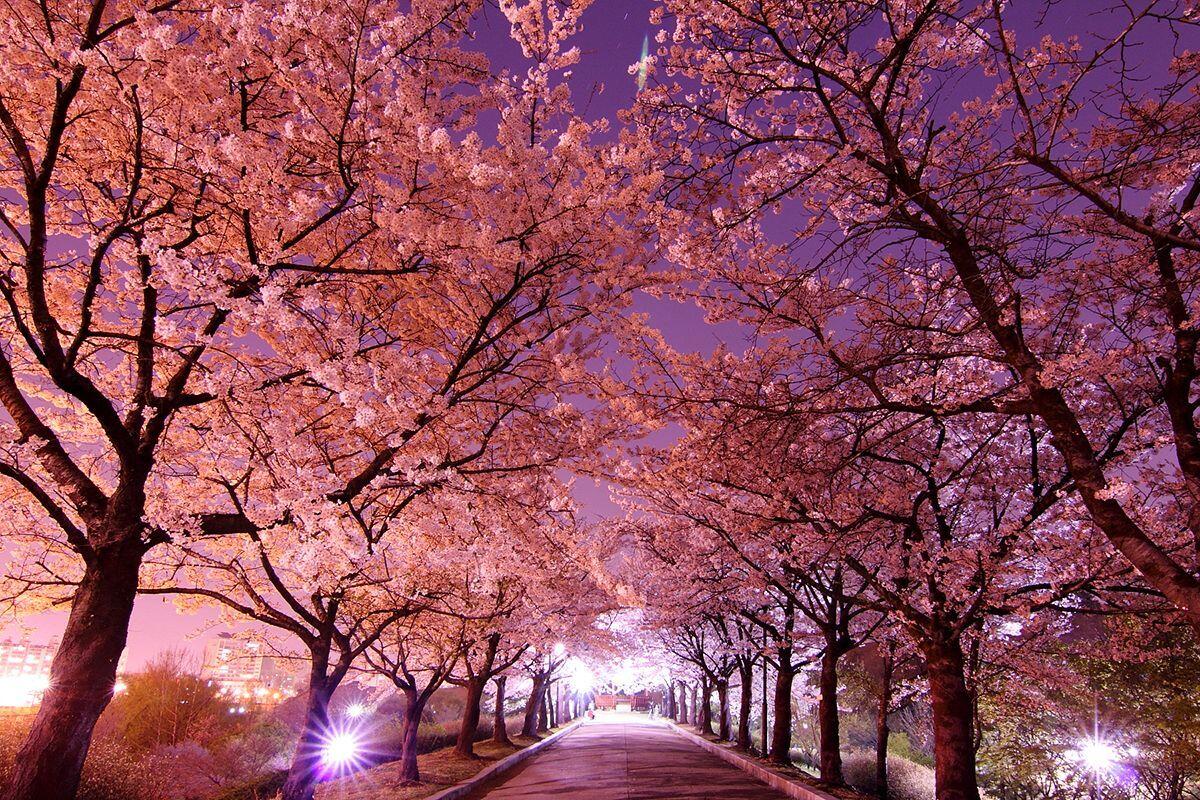 7 Waktu Terbaik untuk Melihat Bunga Sakura Mekar di Korea Selatan