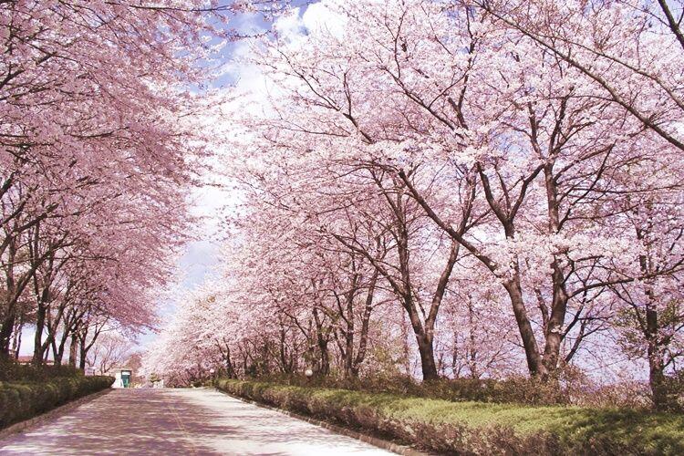 7 Waktu Terbaik untuk Melihat Bunga Sakura Mekar di Korea Selatan