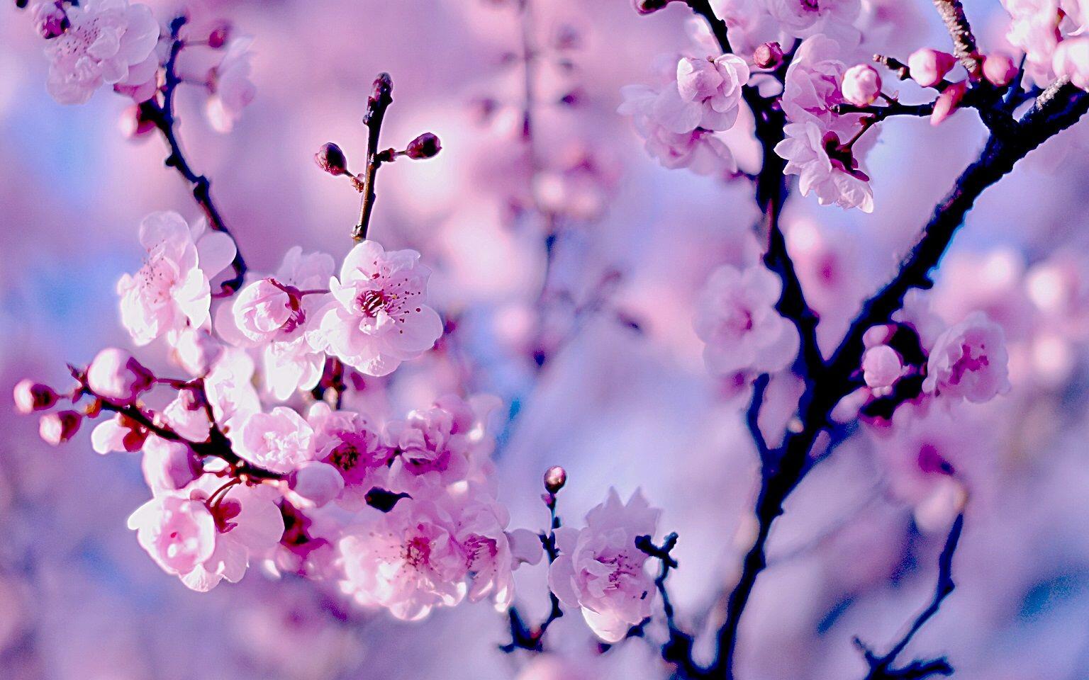7 Waktu Terbaik untuk Melihat Bunga Sakura Mekar di Korea Selatan