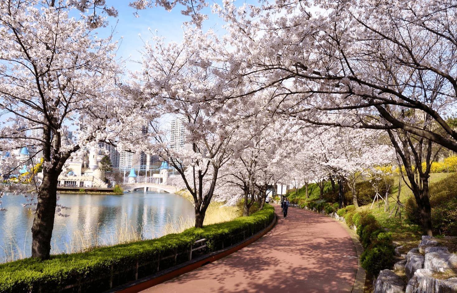 7 Waktu Terbaik untuk Melihat Bunga Sakura Mekar di Korea Selatan