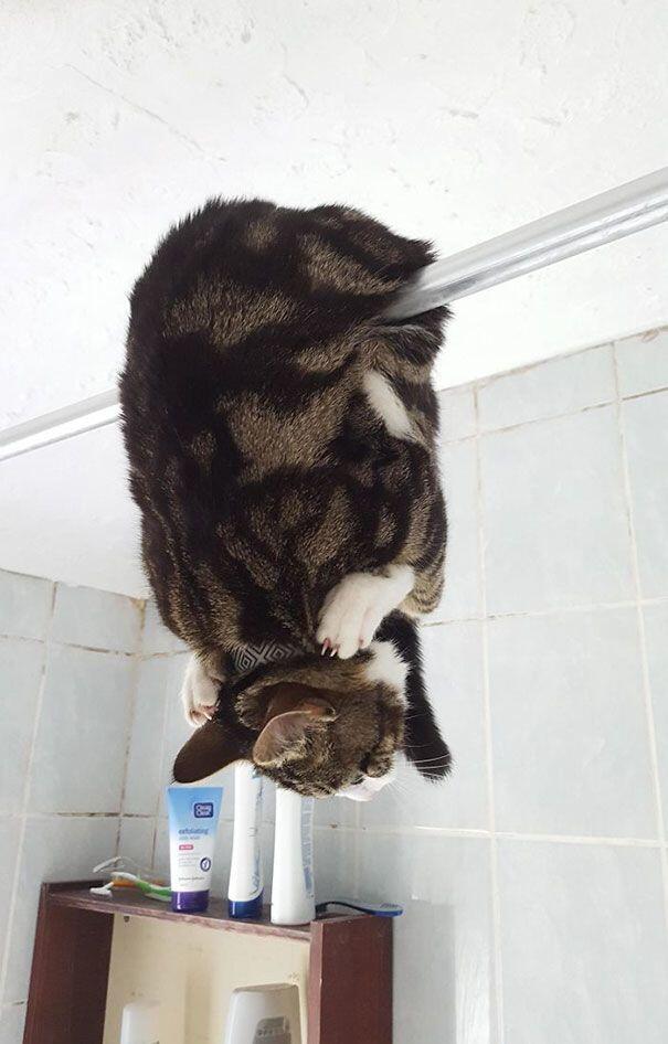 Tingkah-tingkah Konyol Kucing Ini Pasti Bikin Kamu Ketawa