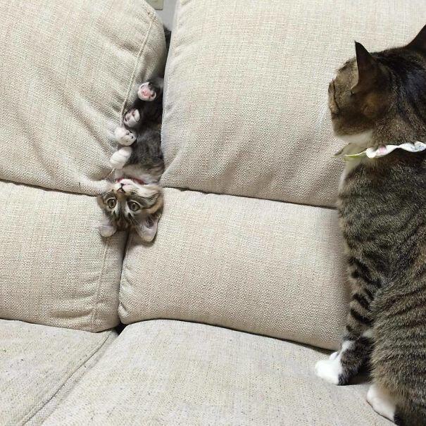 Tingkah-tingkah Konyol Kucing Ini Pasti Bikin Kamu Ketawa