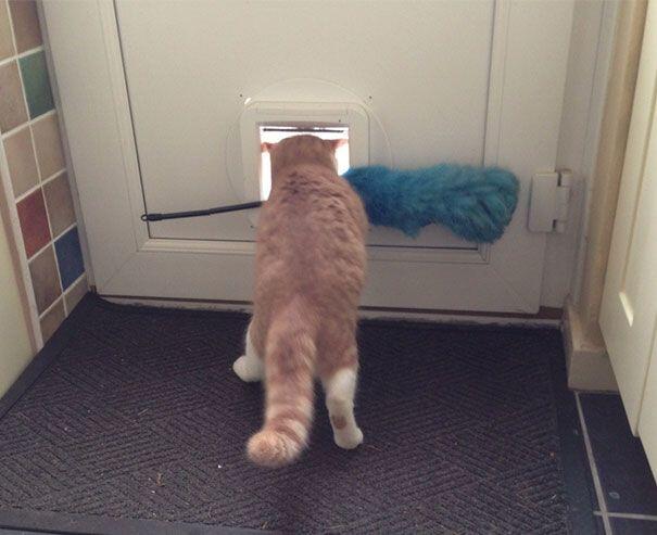 Tingkah-tingkah Konyol Kucing Ini Pasti Bikin Kamu Ketawa