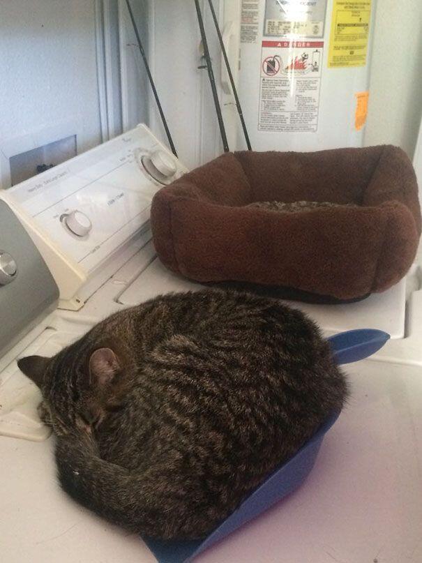 Tingkah-tingkah Konyol Kucing Ini Pasti Bikin Kamu Ketawa