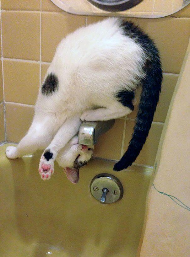 Tingkah-tingkah Konyol Kucing Ini Pasti Bikin Kamu Ketawa