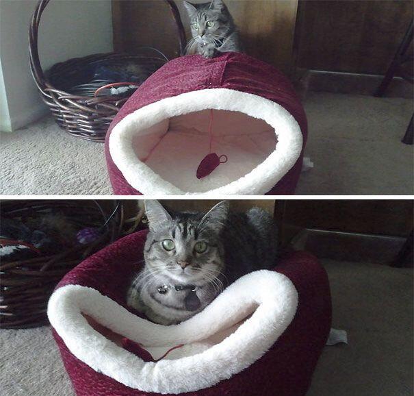 Tingkah-tingkah Konyol Kucing Ini Pasti Bikin Kamu Ketawa