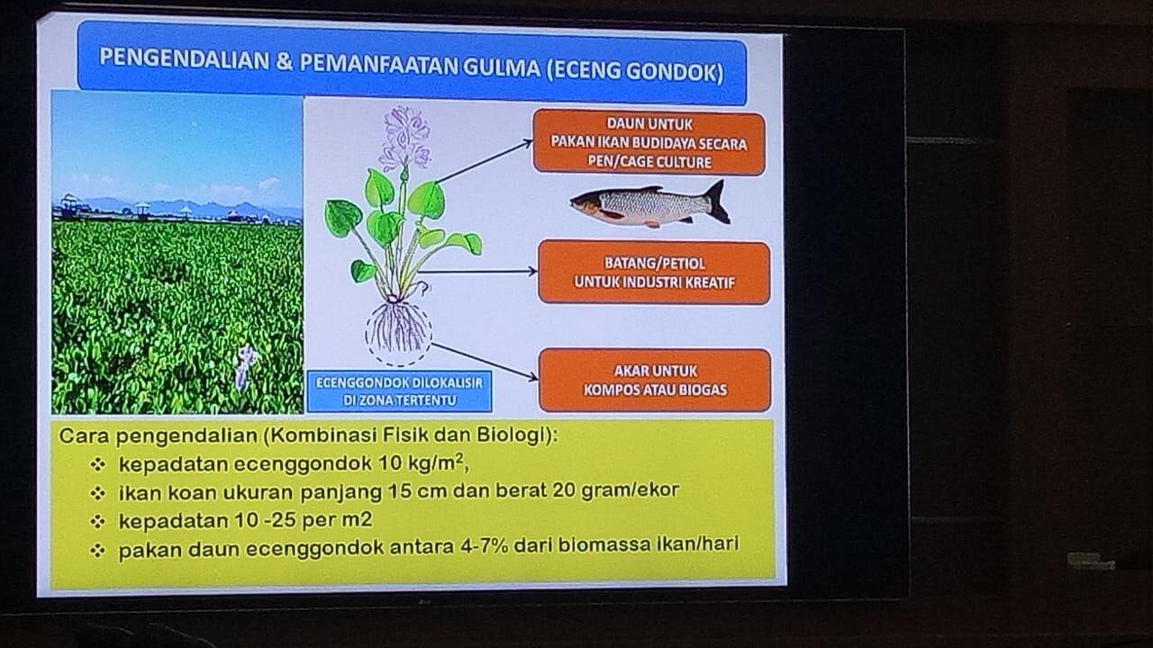 Kalender Prediksi , Kunci Cegah Kematian Massal Ikan di Danau Toba